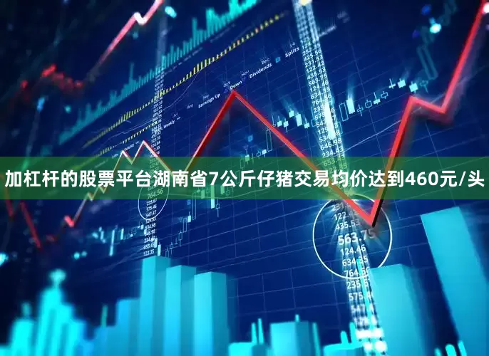 加杠杆的股票平台湖南省7公斤仔猪交易均价达到460元/头